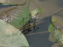 Platycnemis pennipes