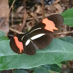 Papilionoidea