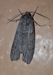 Harpagocnema eremoplana