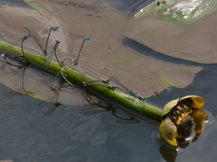 Platycnemis pennipes