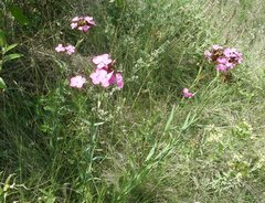 Dianthus membranaceus