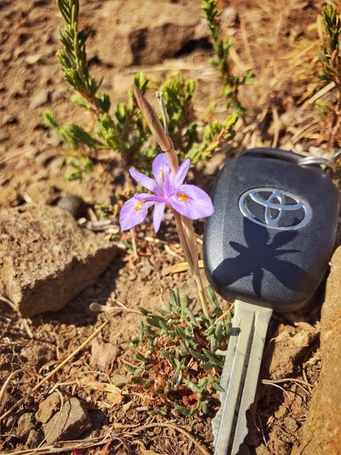 Moraea alpina