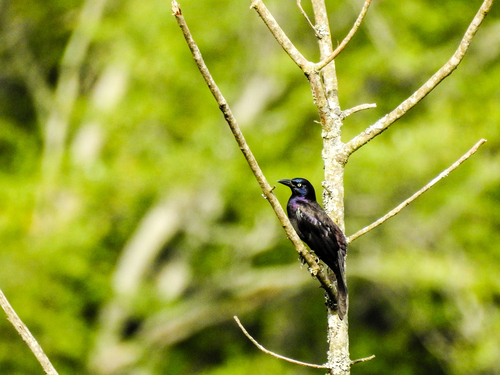 Common Grackle (Purple)