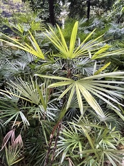 Rhapis excelsa