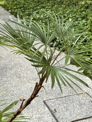 Rhapis excelsa