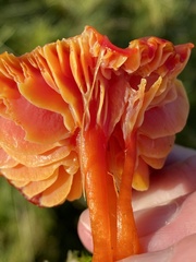 Hygrocybe splendidissima