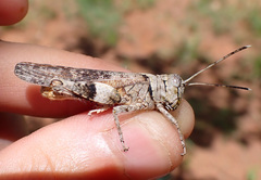 Asoramea erythroptera