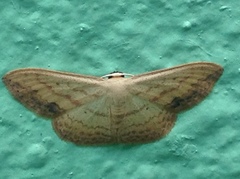 Scopula caesaria