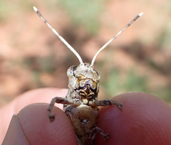 Asoramea erythroptera