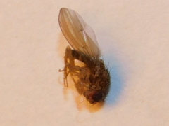 Drosophilidae