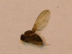 Drosophilidae