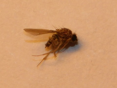 Drosophilidae