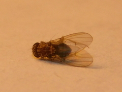 Drosophilidae