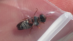 Epeolus zonatus