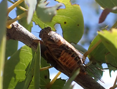 Myopsalta xerograsidia