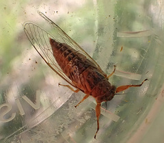 Myopsalta xerograsidia
