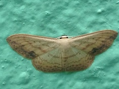 Scopula caesaria