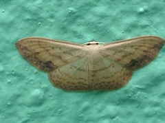 Scopula caesaria