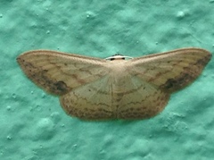 Scopula caesaria