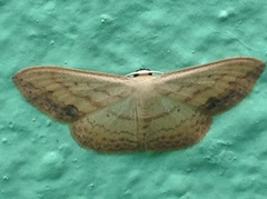 Scopula caesaria