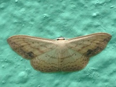 Scopula caesaria