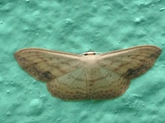 Scopula caesaria