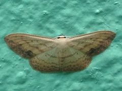 Scopula caesaria