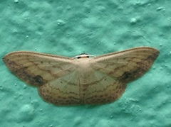 Scopula caesaria