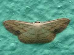 Scopula caesaria