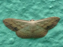 Scopula caesaria