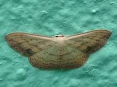 Scopula caesaria