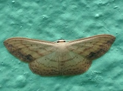Scopula caesaria