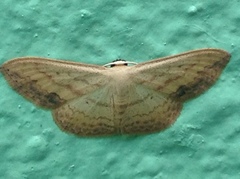 Scopula caesaria