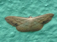 Scopula caesaria