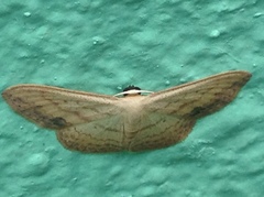 Scopula caesaria