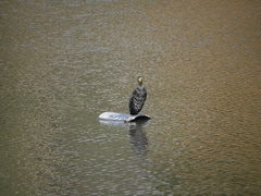 Phalacrocorax carbo