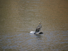 Phalacrocorax carbo