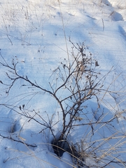 Astragalus suffruticosus