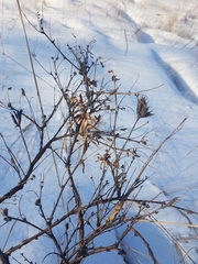 Astragalus suffruticosus