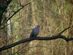 Columba palumbus
