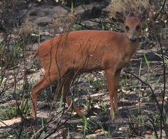 Cephalophorus natalensis