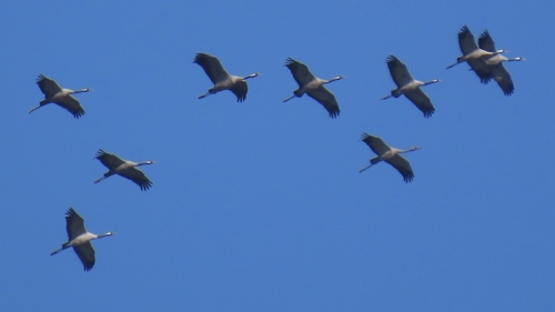 Grulla común (Grus grus)