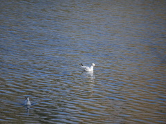 Chroicocephalus ridibundus