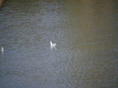 Chroicocephalus ridibundus