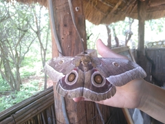 Gonimbrasia zambesina