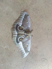 Gonimbrasia zambesina