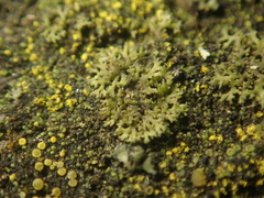 Phaeophyscia nigricans
