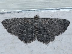 Chrysolarentia squamulata