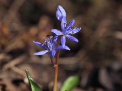 Scilla bifolia