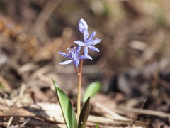 Scilla bifolia